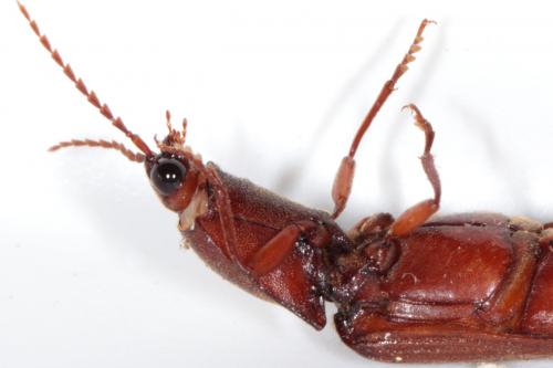 Stenagostus rufus